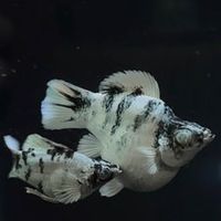 Lhing Balloon Molly Fish