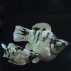 Lhing Balloon Molly Fish