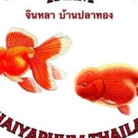 ประมูลปลาทอง By จินหลาบ้านปลาทอง