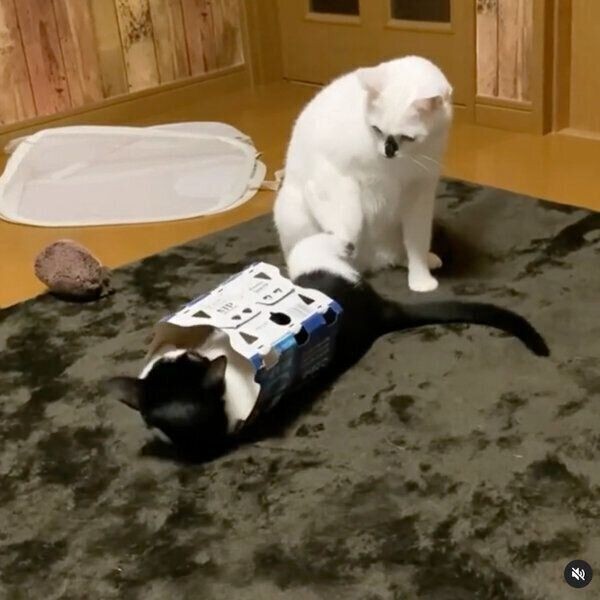 猫カゼの症状が目にでてしまった時の治療法は？