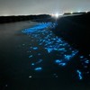 ホタルイカ取り