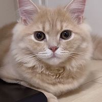 わたあめ食べたい