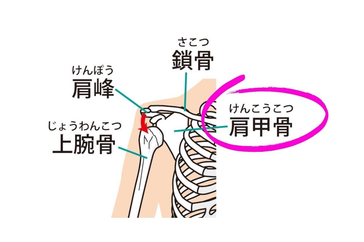 たった1分 肩甲骨をほぐす簡単タオルストレッチ