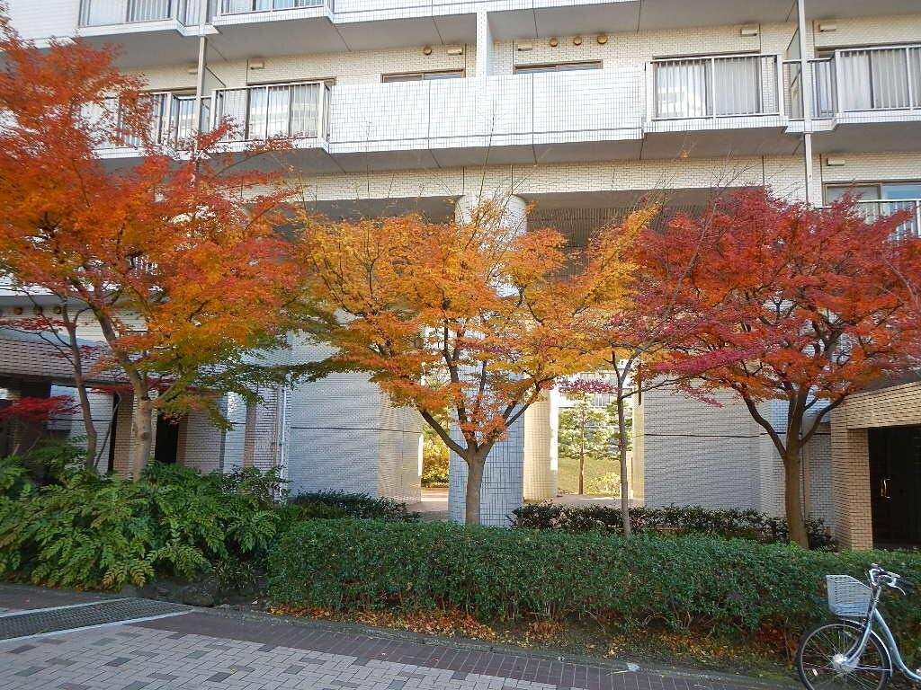 良形 イタヤカエデ もみじ ガーデニング ガーデン シンボルツリー メイプル 園芸 新築祝い 植木 楓 紅葉 苗 造園 鉢植え 毎週更新 楓