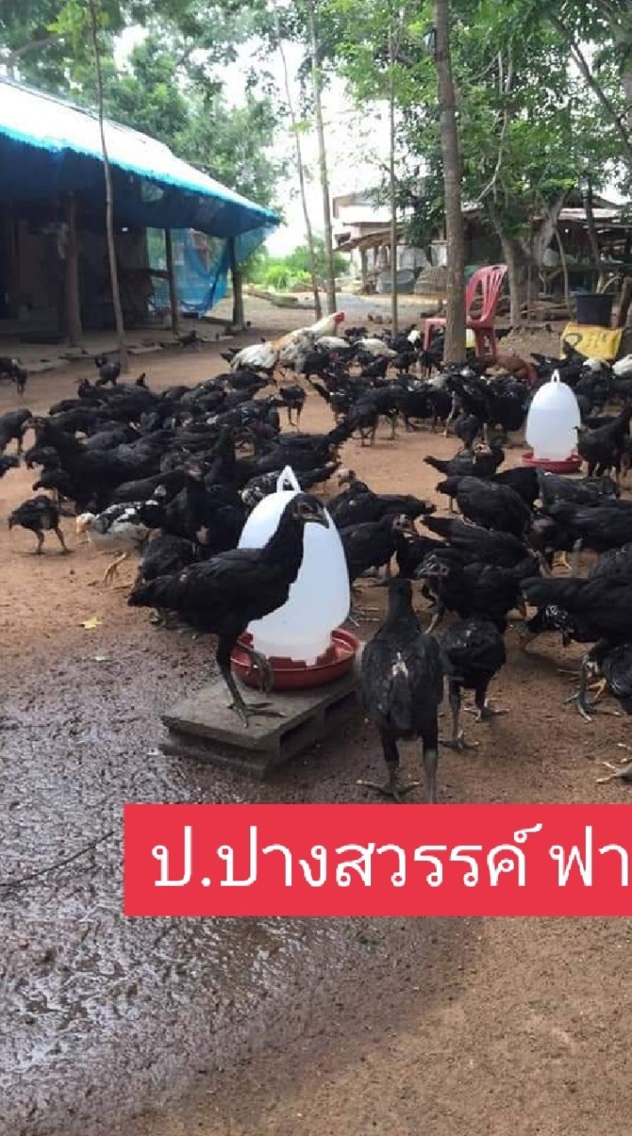 ป.ปางสวรรค์ ฟาร์ม