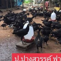 ป.ปางสวรรค์ ฟาร์ม