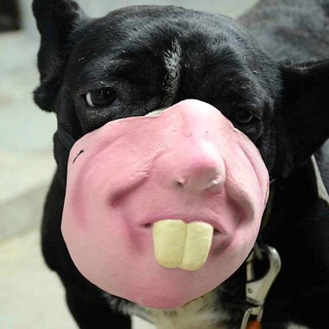 Konyol Dan Serem Masker Buat Anjing Ini Berbentuk Wajah Manusia