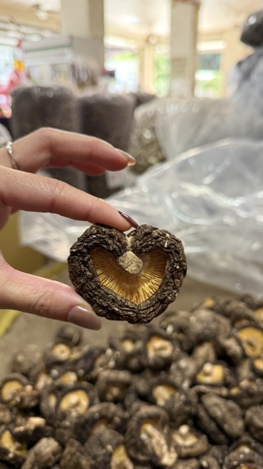 菇農自產自銷🍄‍🟫🍄（頭嵙山香菇