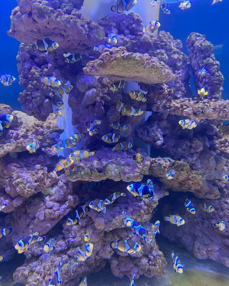 基隆│潮境海洋館1