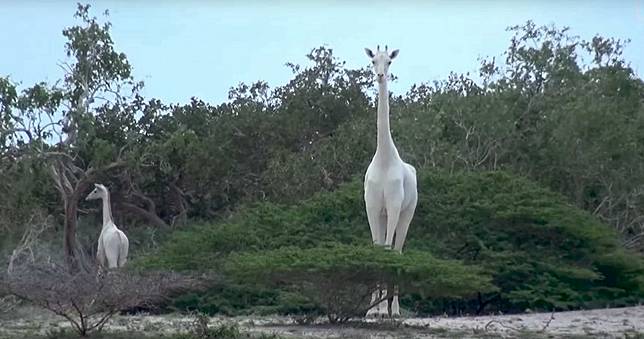 極稀有「全白長頸鹿」慘遭盜獵扒皮！母子屍可見骨…全球僅存1隻
