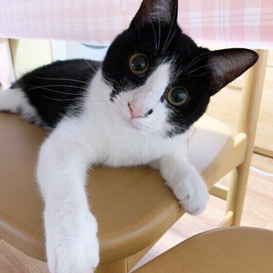 猫が「安心しているときにだけ」見せるしぐさ＆体勢とは