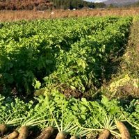関川村 - 農と自然のある暮らし -