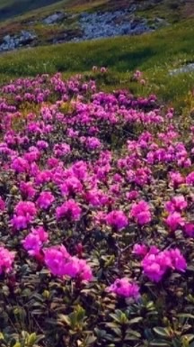 Peer Support Program