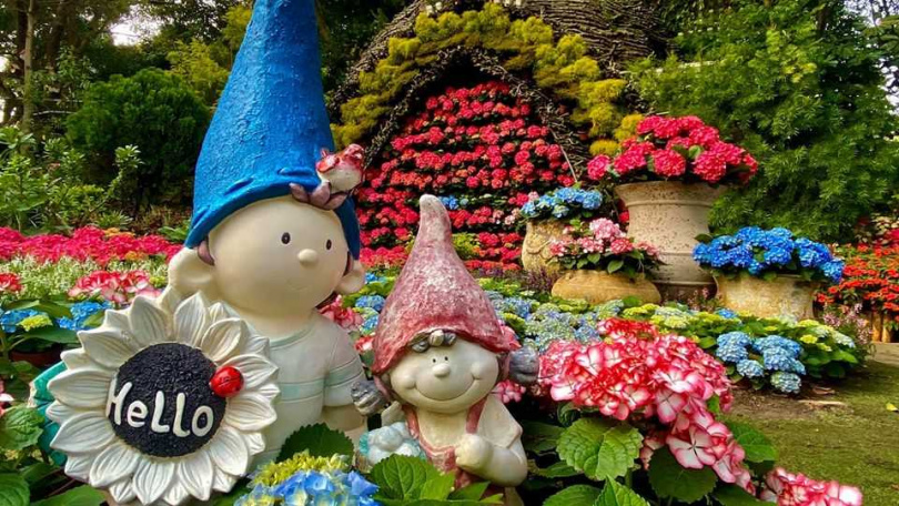 花露農場的繡球花已綻放。（圖／花露農場）