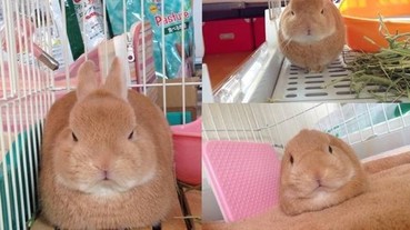 日本一隻「臭臉兔」網路爆紅 國外粉絲還為牠作畫