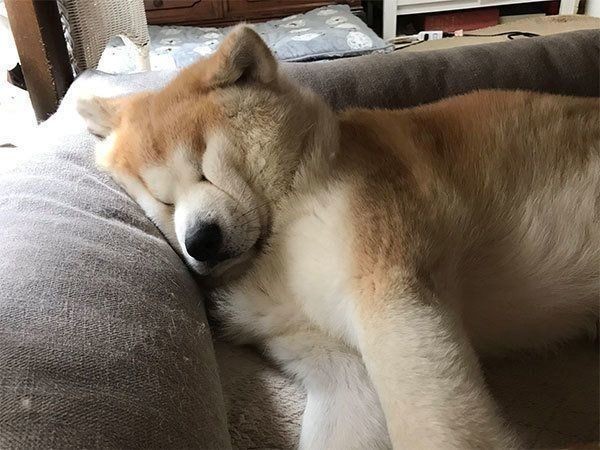 のび太の寝ぼけてる顔 秋田犬の衝撃の寝顔にネット騒然