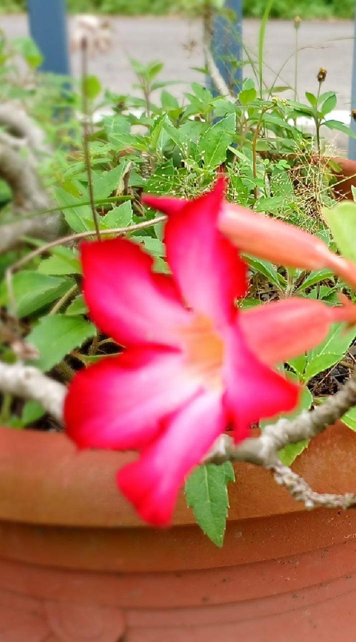 三姐親友精質團遊