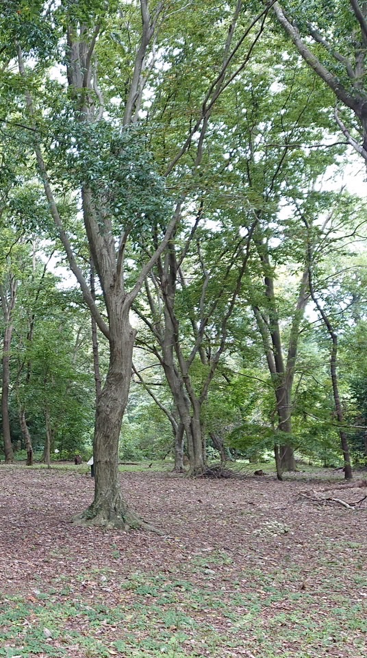 会員用🌲印旛沼探検隊（いんばぬまたんけんたい）
