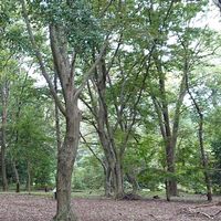 会員用🌲印旛沼探検隊（いんばぬまたんけんたい）