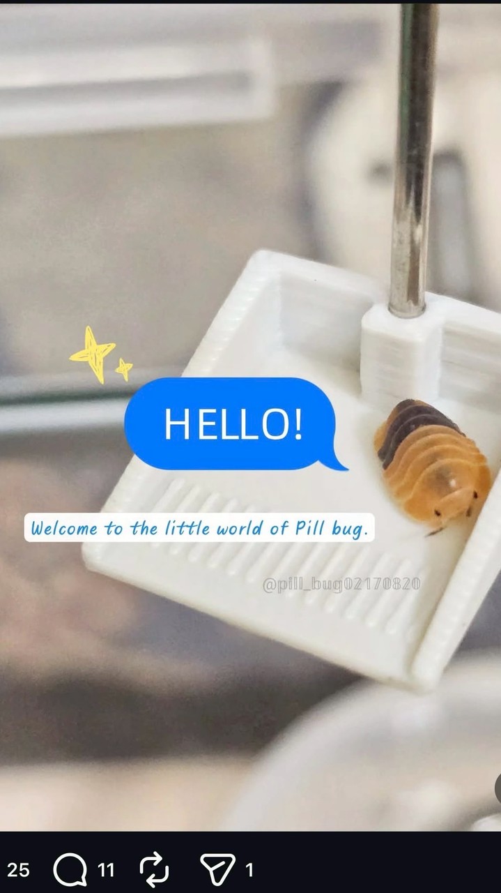 鼠部丸🍡の歡樂鼠婦飼養日常群組☘️