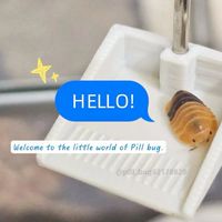 鼠部丸🍡の歡樂鼠婦飼養日常群組☘️