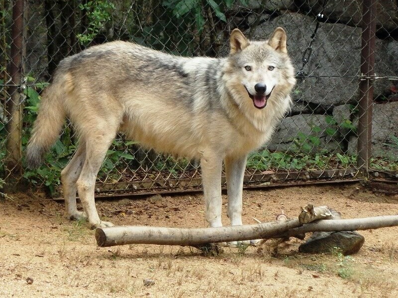 全国 オオカミに会える動物園13選 エサやり体験や希少種も いこーよ