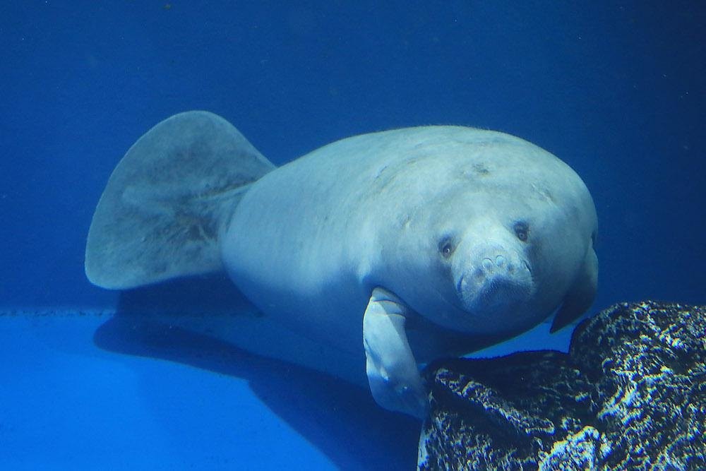 鳥羽水族館の楽しみ方完全ガイド 日本で唯一のジュゴンに会いに行こう