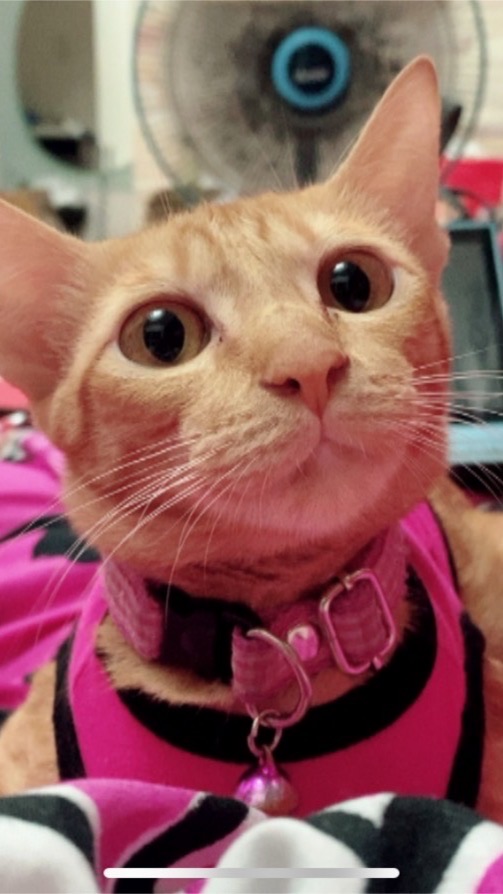 แมว