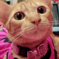 แมว