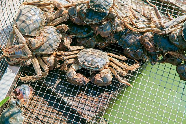 ▲一隻隻捕撈上岸準備出貨的大閘蟹（圖/奧丁丁市集）