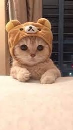 คนรักแมว｡^‿^｡