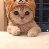 คนรักแมว｡^‿^｡