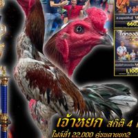 ซุ้ม ส.ยุทธศิลป์ 🐓🐲