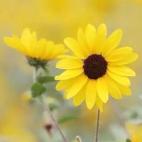 A組舊生群拈花惹草