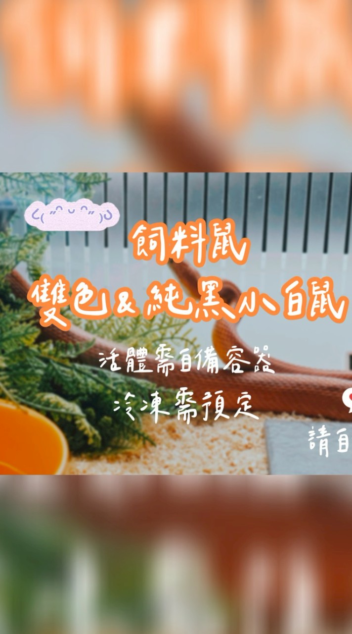 鼠姨🐀飼料鼠-雙色&純黑小白鼠（台北大同）