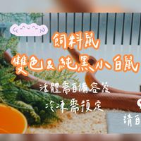 鼠姨🐀飼料鼠-雙色&純黑小白鼠（台北大同）