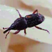 米蟲俱樂部