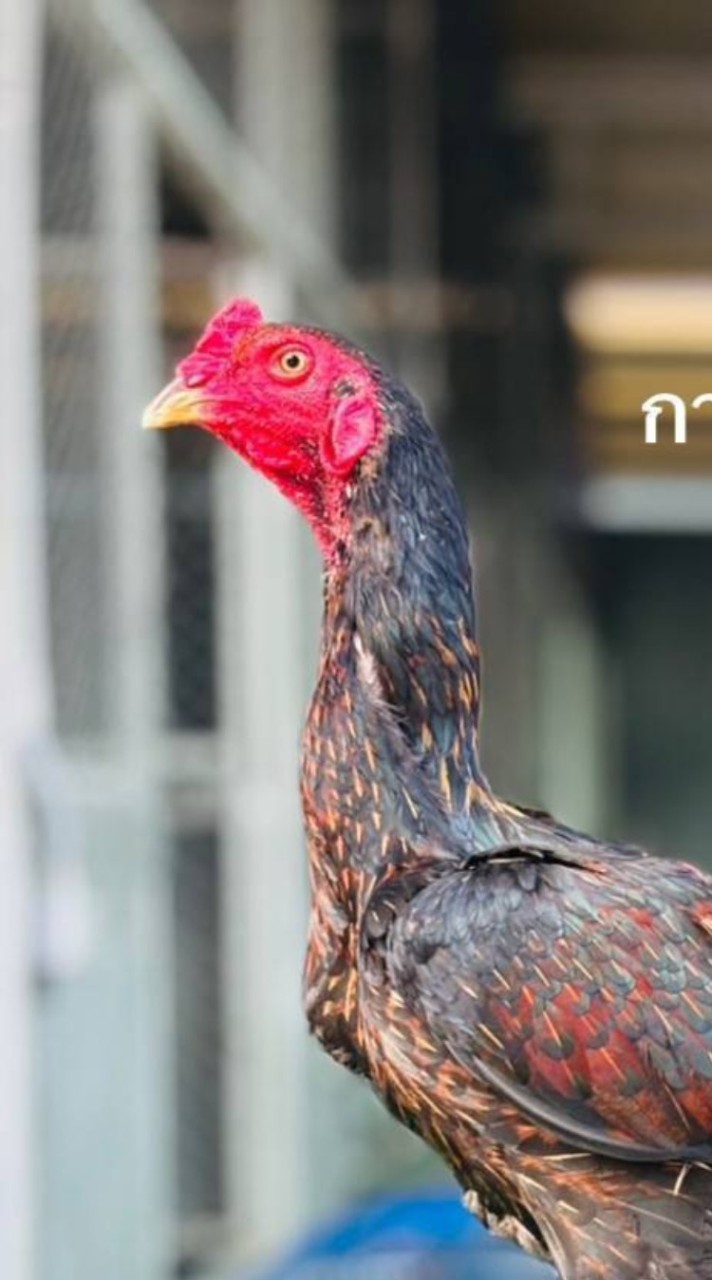 ไก่ชนวันนี้