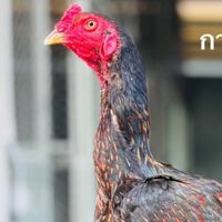 ไก่ชนวันนี้