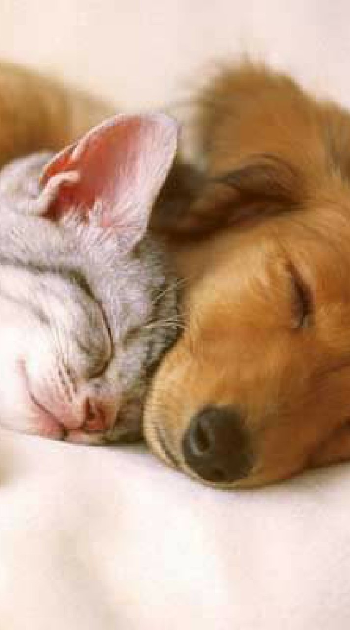 หลังโรงพยาบาล ทม.ทุ่งสง สุนัขและแมว