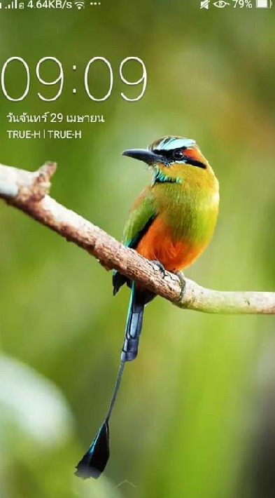 นกเสรีท้องถิ่นทั่วไทย