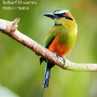 นกเสรีท้องถิ่นทั่วไทย
