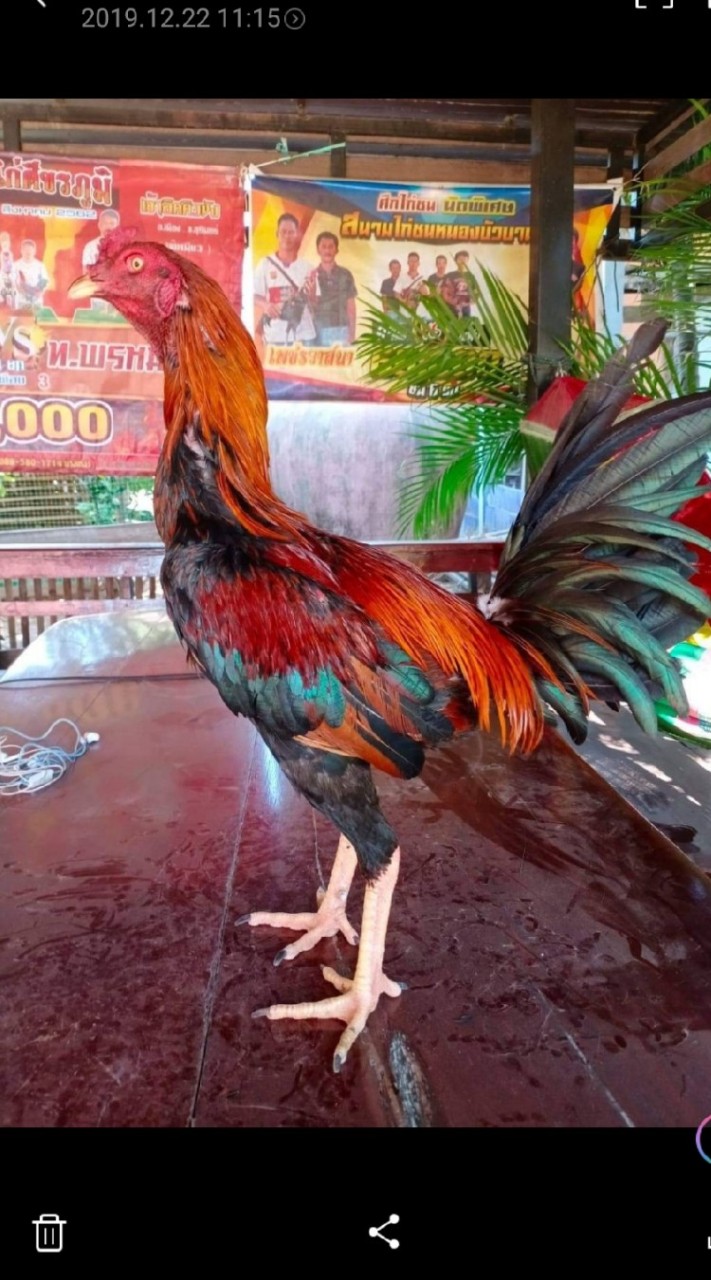 มานรัตฟาร์มแหล่งพัฒนาไก่ชนพม่า##สายพันธ์เงินล้าน