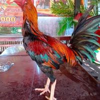 มานรัตฟาร์มแหล่งพัฒนาไก่ชนพม่า##สายพันธ์เงินล้าน
