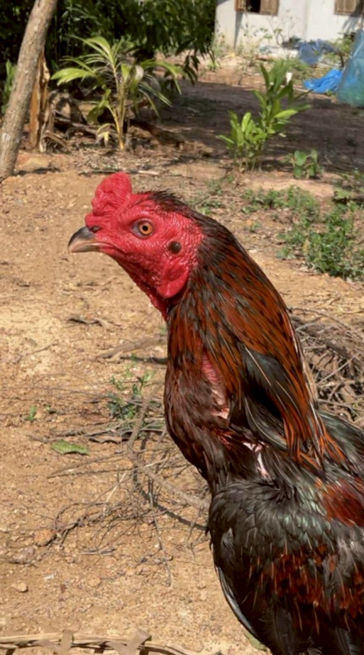 ป.ปทุมชัย ฟาร์ม จ.บึงกาฬ