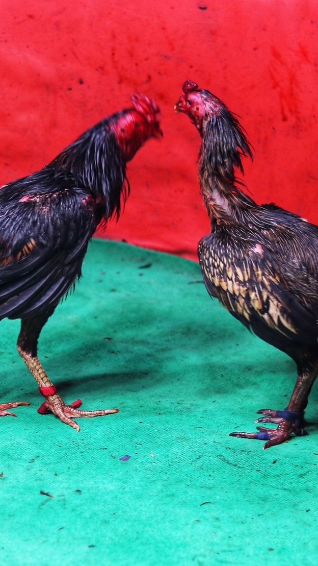 ซื้อขาย ไก่ชน