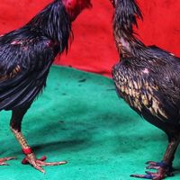 ซื้อขาย ไก่ชน