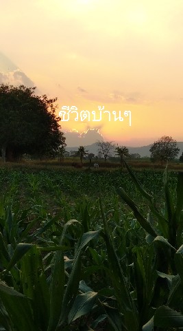 ชีวิตบ้านๆ.เดินดิน