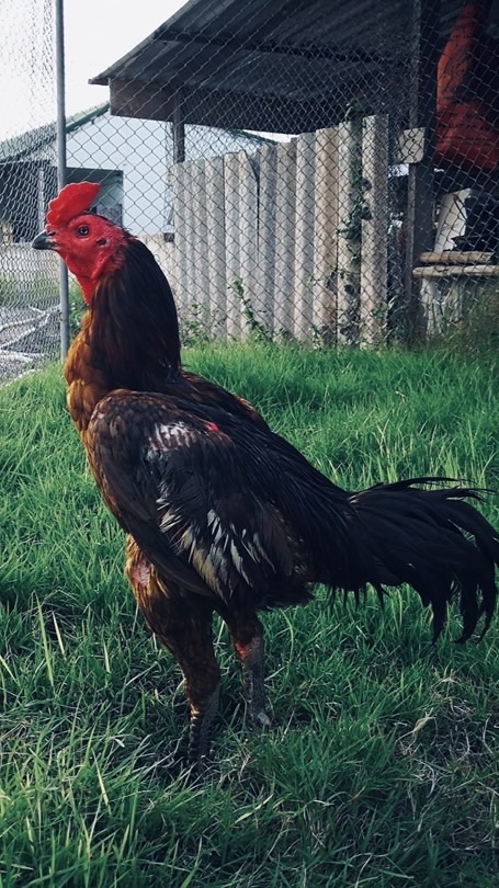 ไก่เหล่า พฤกษาชน