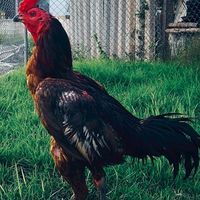 ไก่เหล่า พฤกษาชน